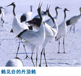 鹤见台的丹顶鹤